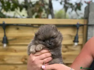 Pomeranian dogs Unique Blue and tan girl 💖 - Advert 1