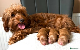 Cockapoo dogs for sale: Red toy cockapoo F1B - Image 2