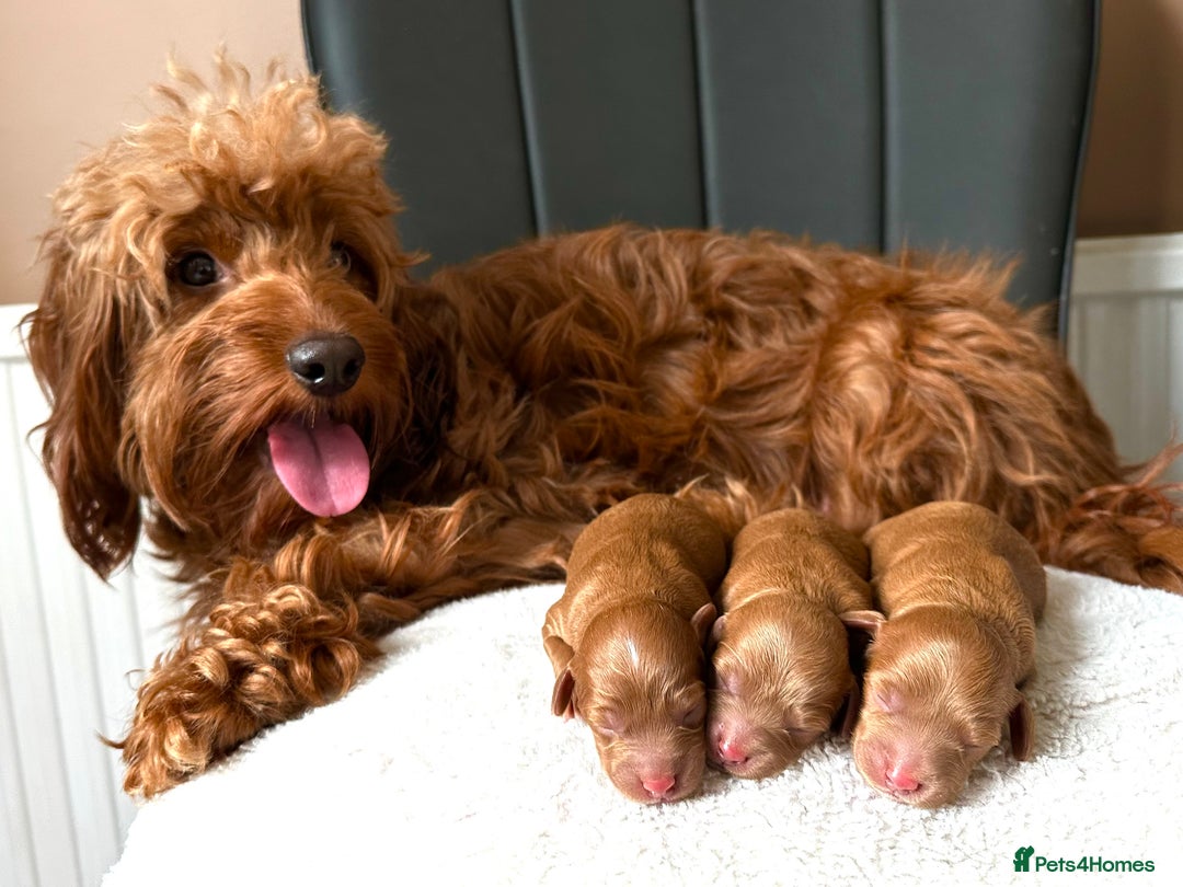 Cockapoo dogs for sale: Red toy cockapoo F1B - Image 2