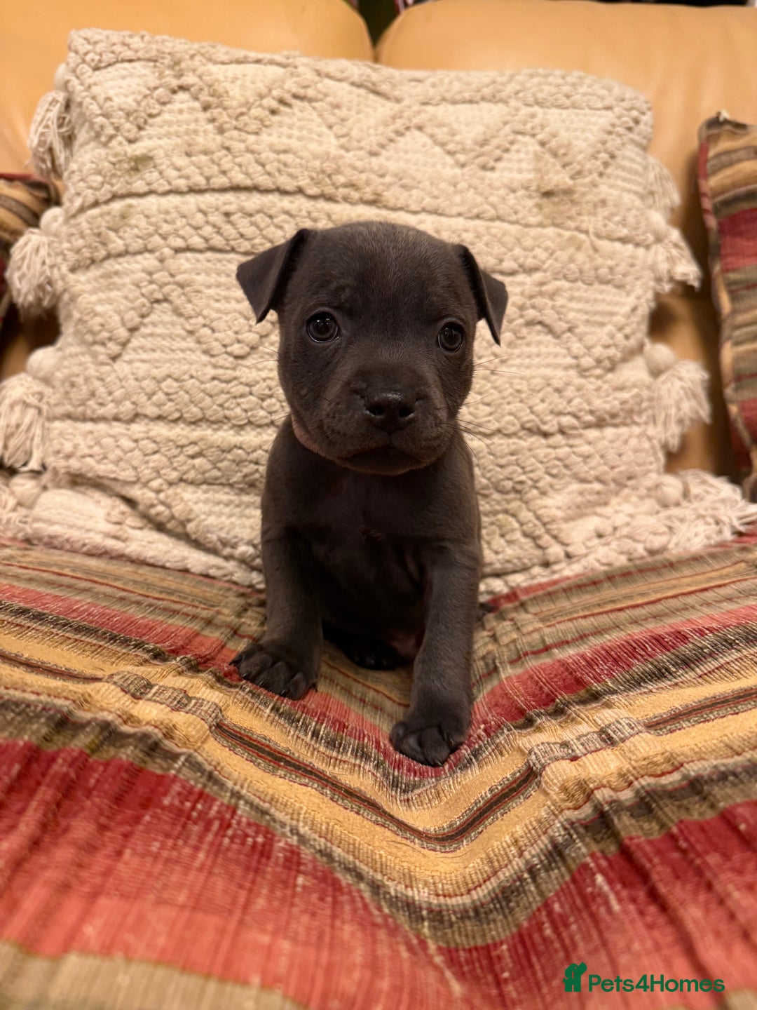 Staffordshire Bull Terrier dogs for sale: KC Registered/Health Tested Blue SBT Puppies - Advert 13
