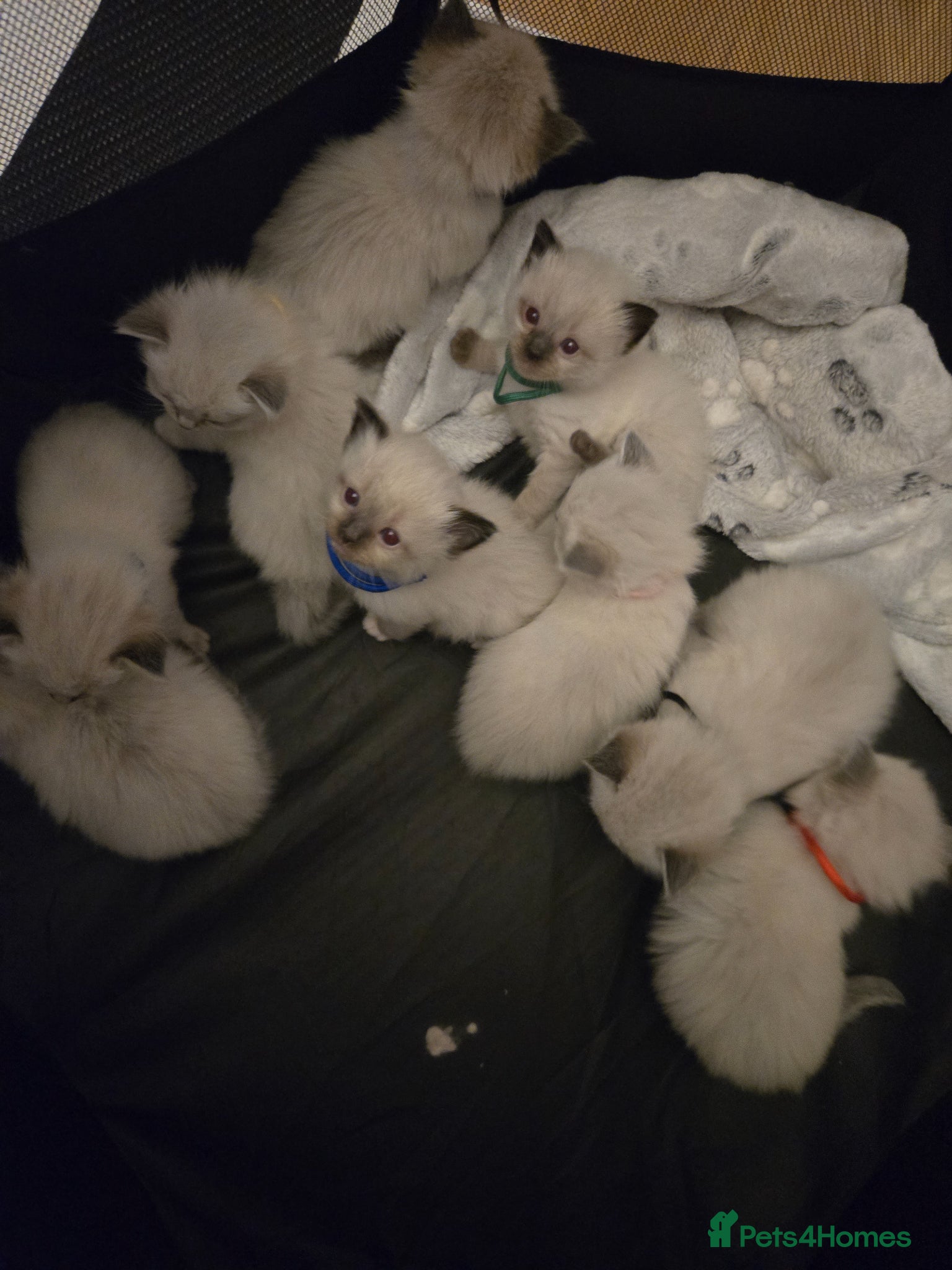 Ragdoll cats for sale: Stunning litter of Purebred Ragdoll kittens - Advert 3