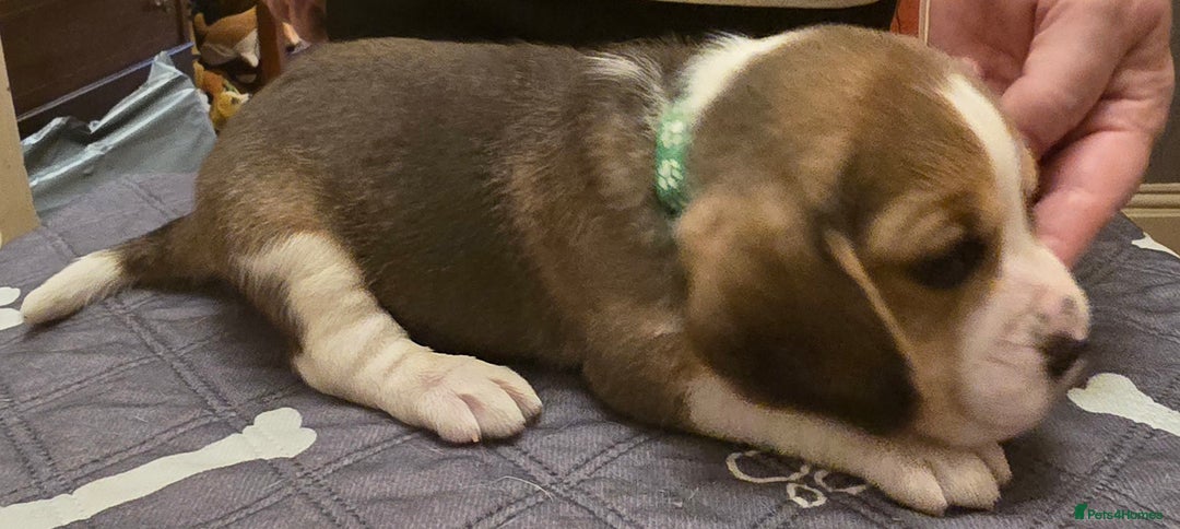 Beagle dogs for sale: KC registered Beagle pups, Rare Blue tri & tri - Advert 16