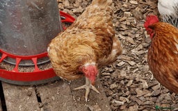 Chickens poultry for sale: Shaver brown chickens - Image 2