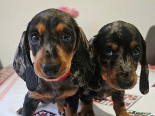 Dachshund dogs 2x Charming dachshund silver dapple girl puppies - Advert 4