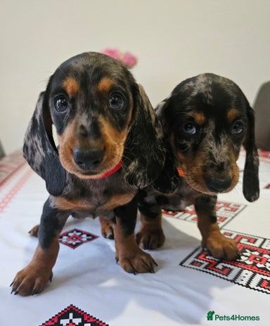 Dachshund dogs 3x Charming dachshund silver dapple girl puppies - Advert 1