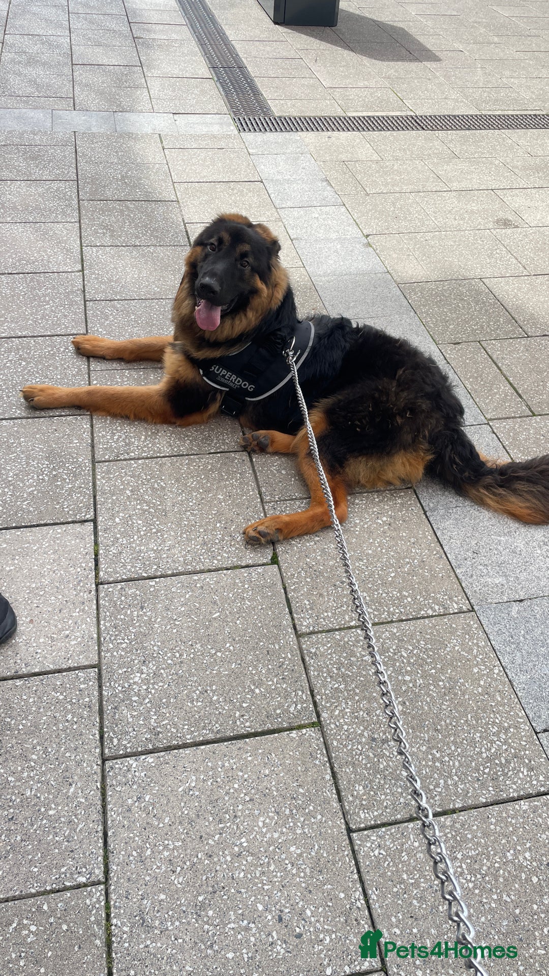 German Shepherd dogs for sale: german shepherd for sale - Advert 2