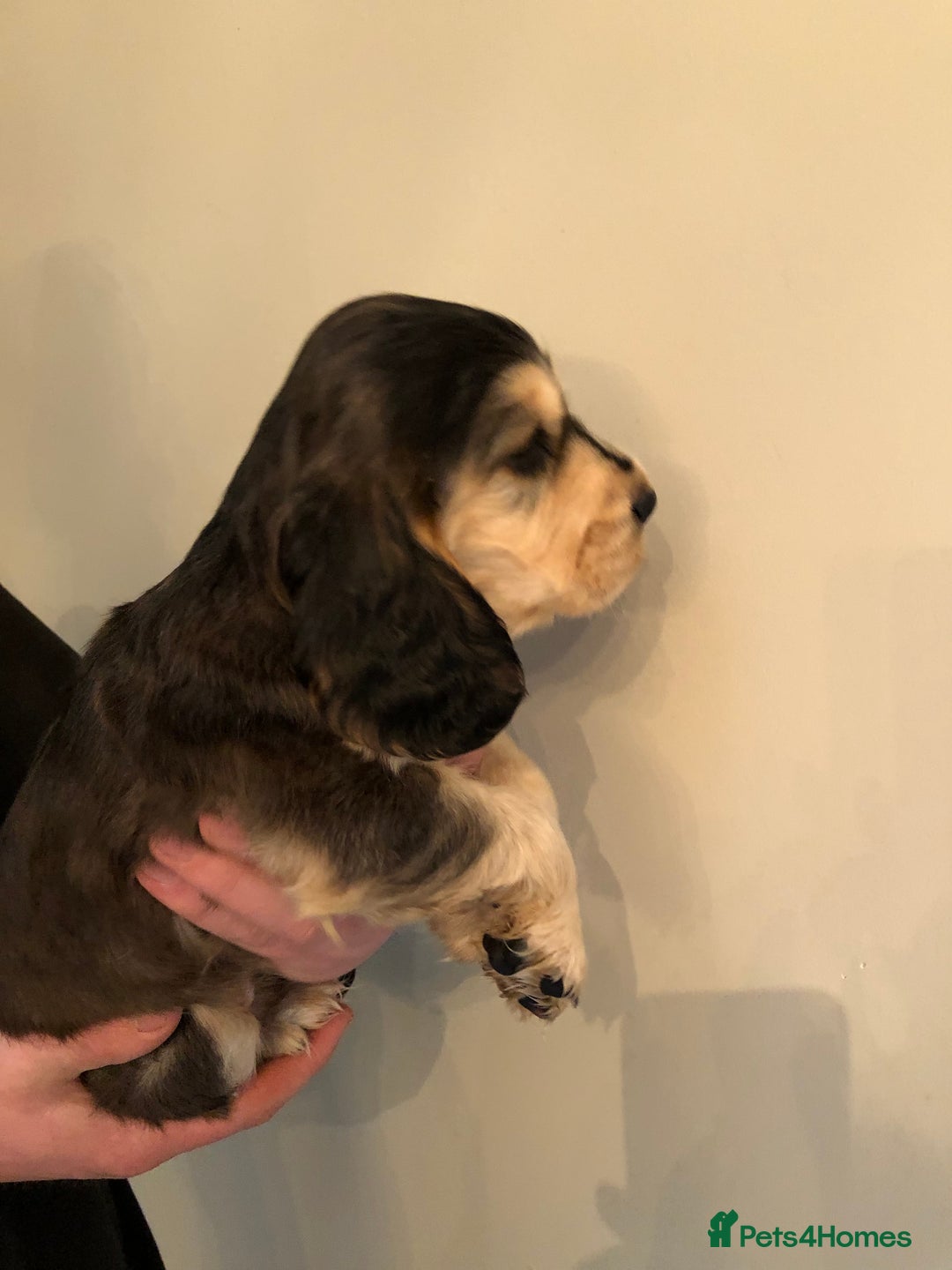Cocker Spaniel dogs for sale: Beautiful litter of KC reg Cocker Spaniel puppies - Image 3
