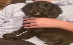 Sprocker dogs for sale: Stunning F1 Sprocker spaniel puppies - Image 5