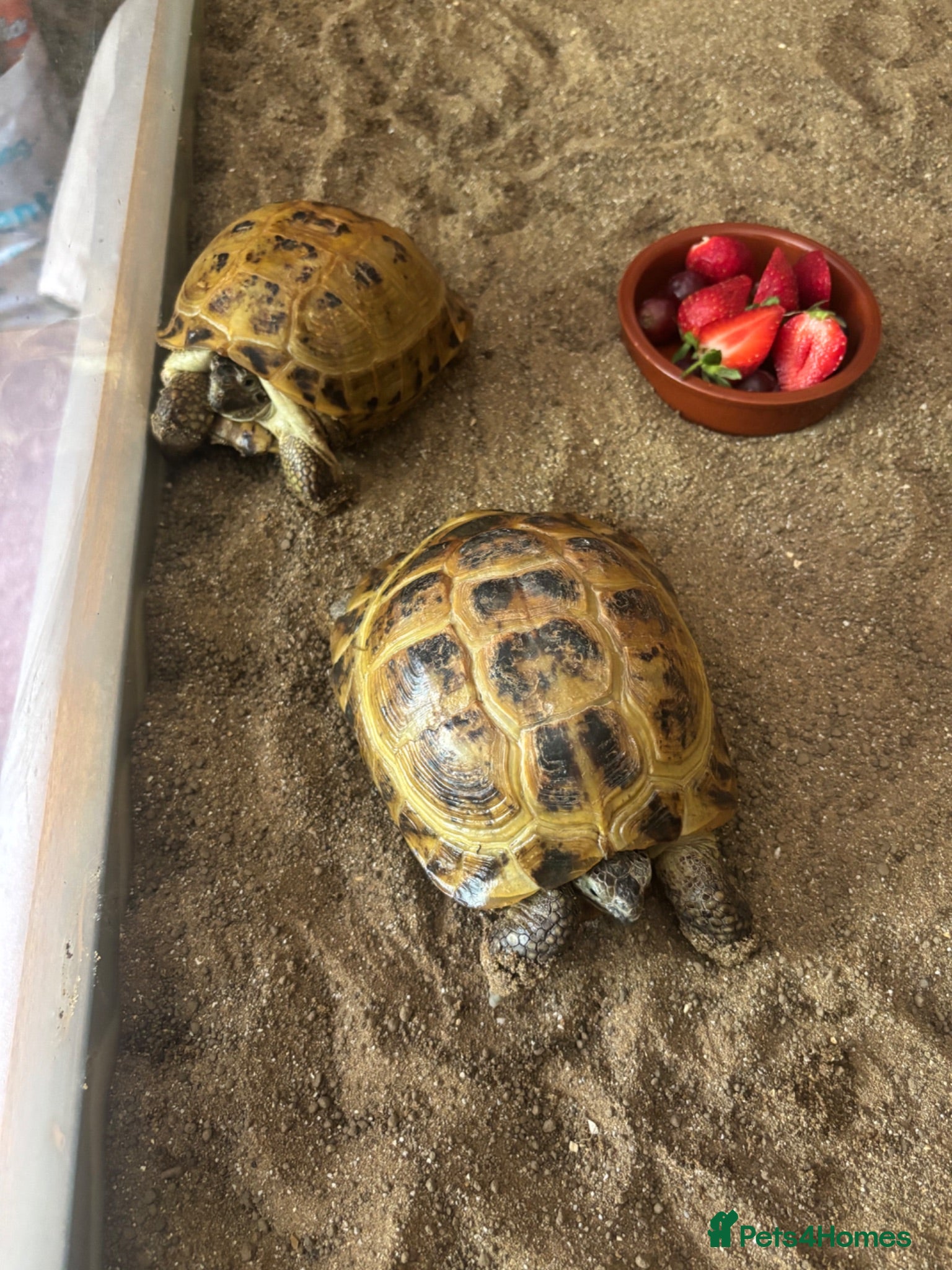 Tortoise reptiles Horsefield Tortoises Breeding Pair - Advert 1