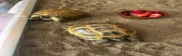 Tortoise reptiles for sale: Horsefield Tortoises Breeding Pair - Advert 1