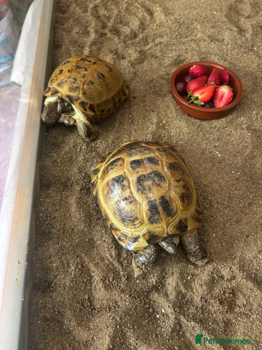 Tortoise reptiles for sale: Horsefield Tortoises Breeding Pair - Advert 1