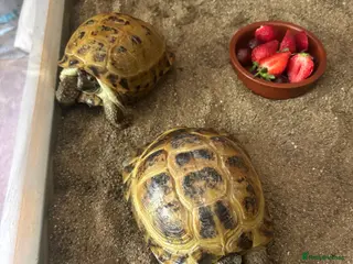 Tortoise reptiles Horsefield Tortoises Breeding Pair - Advert 1