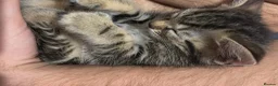 Mixed Breed cats for sale: Kitten in Witham - Advert 2