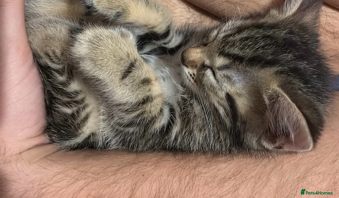 Mixed Breed cats for sale: Kitten in Witham - Advert 2
