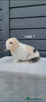 Mini Lop rabbits Purebred mini lop rabbits - Advert 4