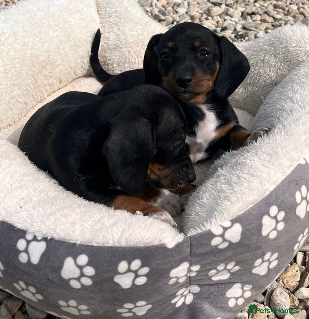 Dachshund dogs LAST 2‼️Dachshund puppies - Advert 14