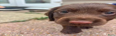 Cocker Spaniel 3