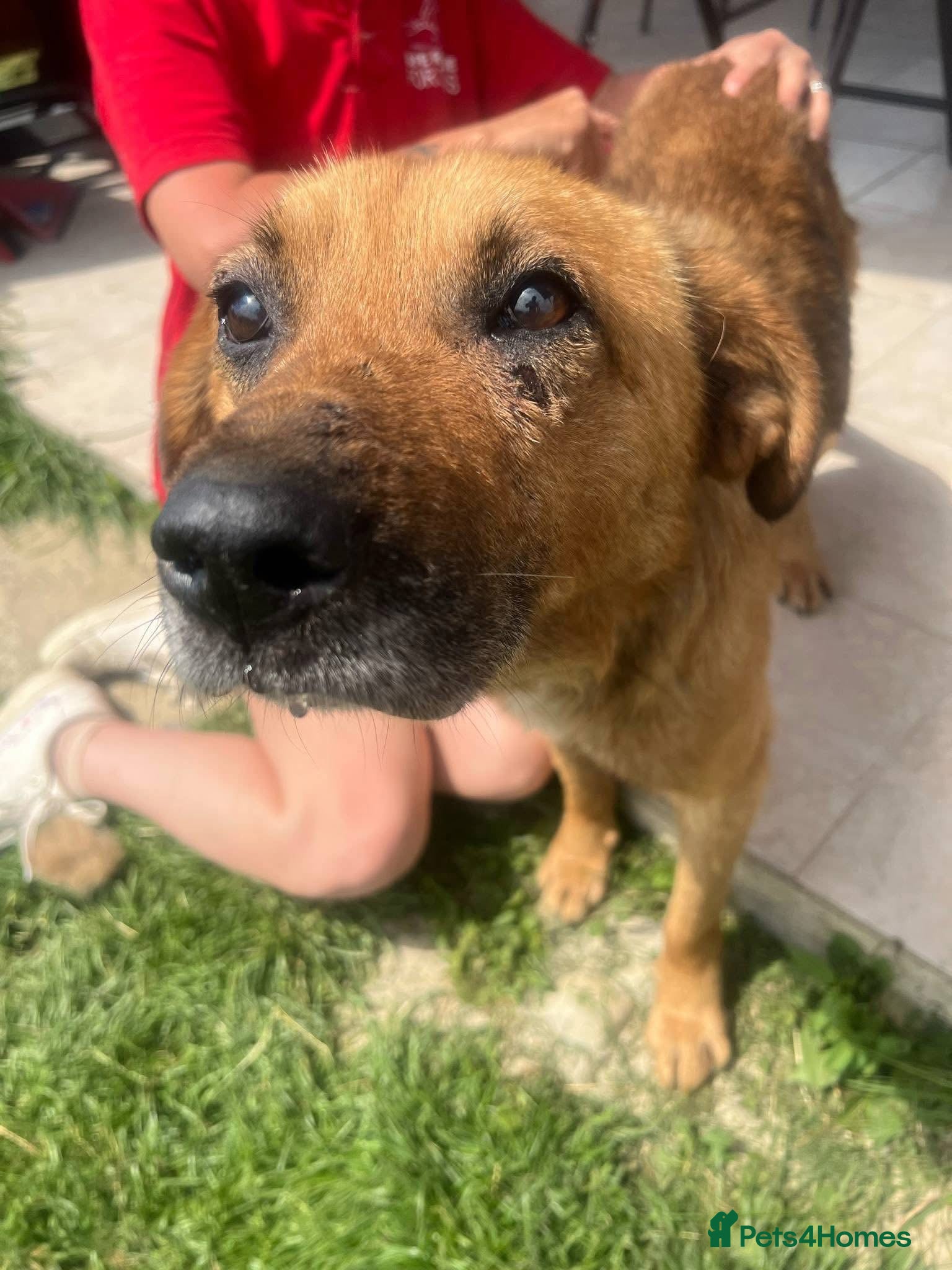 Mixed Breed dogs Cyril - Fakenham Norfolk  - Advert 1