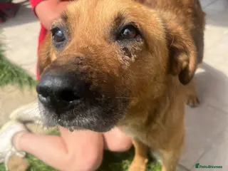 Mixed Breed dogs Cyril - Fakenham Norfolk - Advert 16