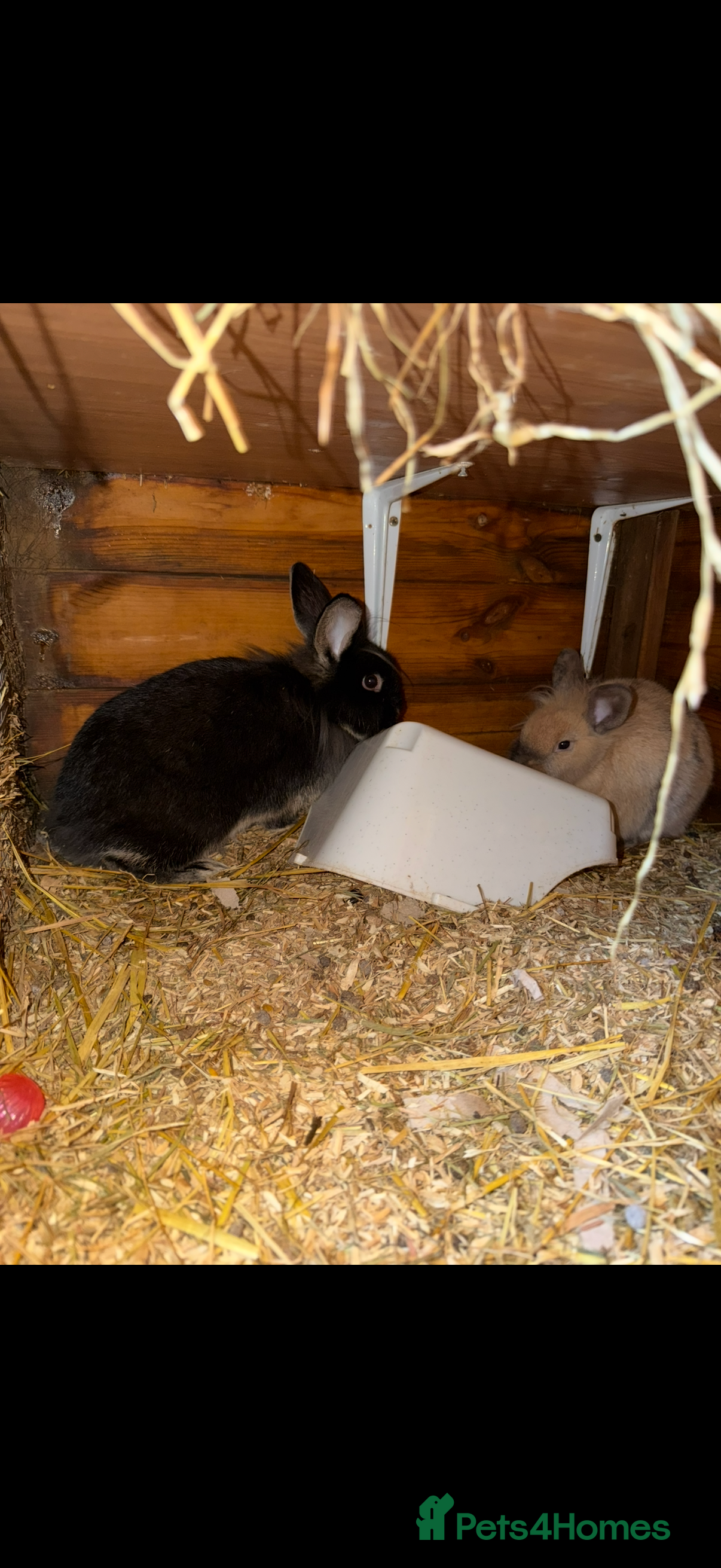 Mixed Breed rabbits Rabbits free  - Advert 9