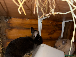 Mixed Breed rabbits Rabbits free - Advert 2