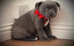 Staffordshire Bull Terrier dogs for sale: Ready for Their Forever Homes Now - Image 12