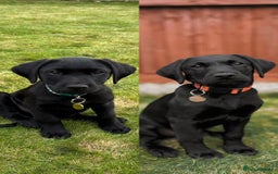 Labrador Retriever dogs for sale: Excellent KC reg-health checked, 6th generation  - Image 3