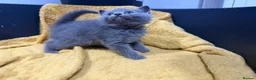 British Shorthair cats for sale: British shorthair  - Advert 6