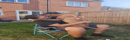 Hungarian Vizsla dogs for sale: Beautiful pedigree Hungarian vizsla litter of 9  - Advert 5