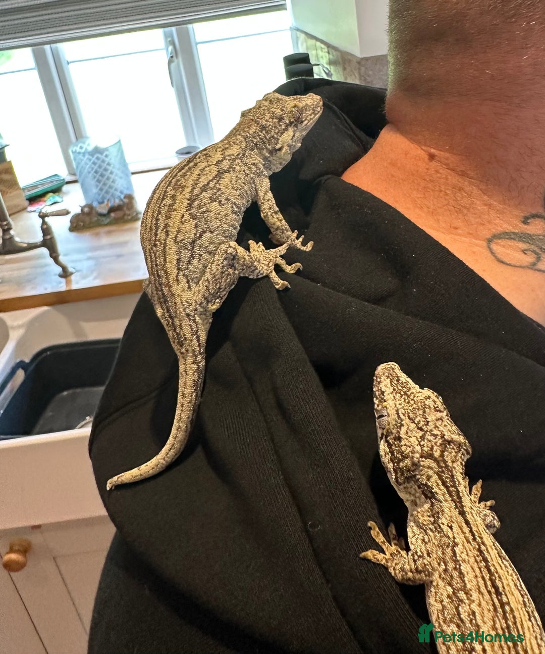 Gecko reptiles for sale: Male and female Gargoyle Gecko - Advert 1