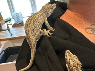 Gecko reptiles Male and female Gargoyle Gecko - Advert 3