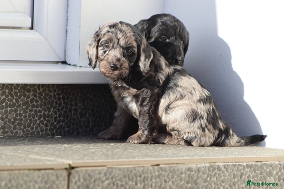 Cockapoo dogs for sale: F1 Cockapoo puppies for sale - Advert 11