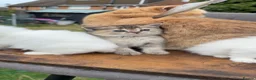 British Shorthair cats for sale: British Shorthair cats - Advert 32