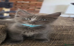 Maine Coon cats for sale: Maine coon pedigree kittens  - Image 6