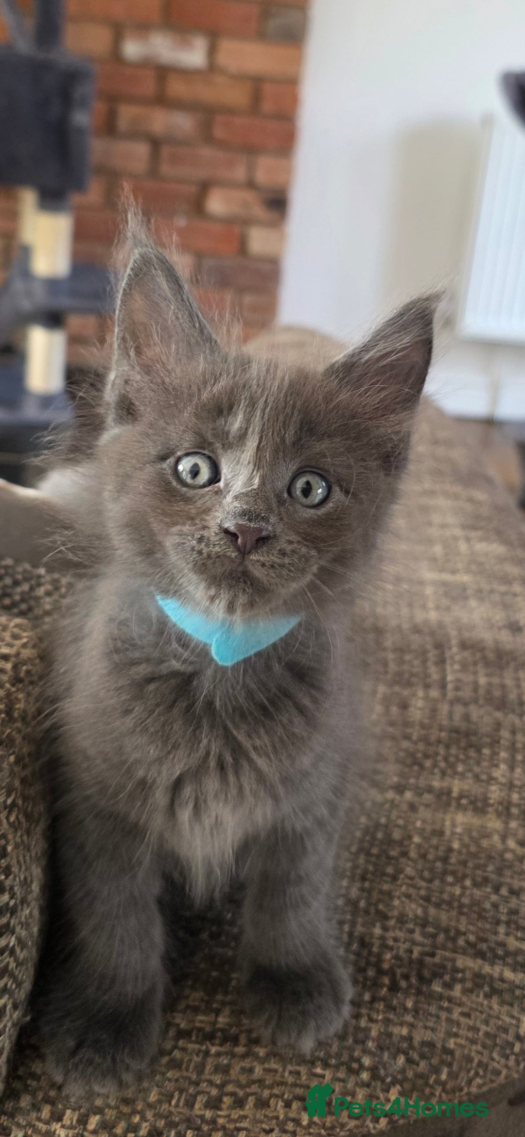 Maine Coon cats for sale: Maine coon pedigree kittens  - Image 6