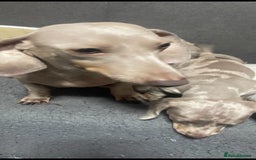 Miniature Dachshund dogs for sale: Ready now 💕 kc reg miniature dachshunds  - Image 6