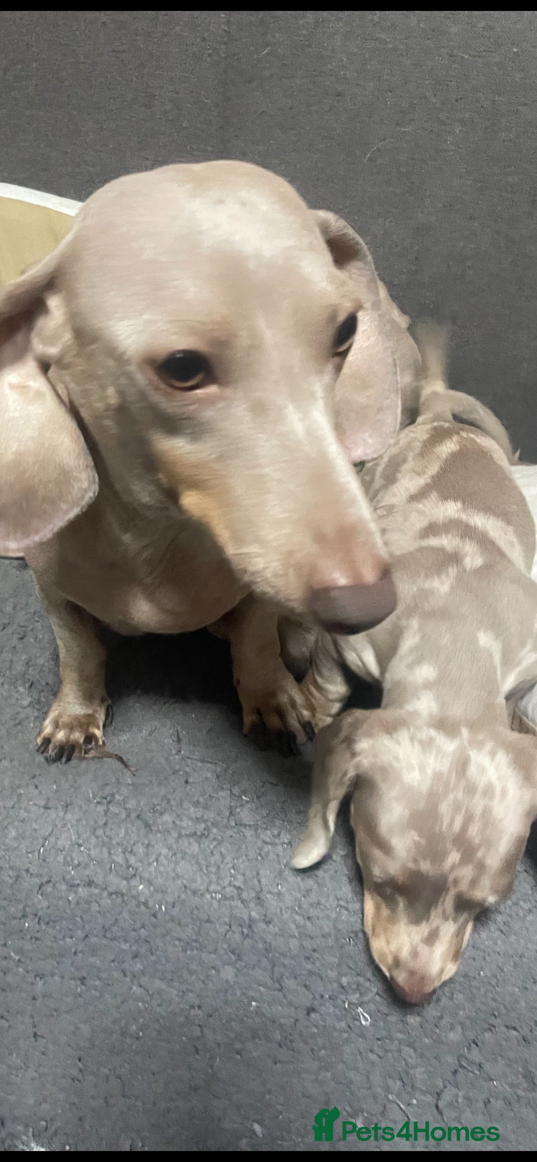 Miniature Dachshund dogs for sale: Ready now 💕 kc reg miniature dachshunds  - Image 6
