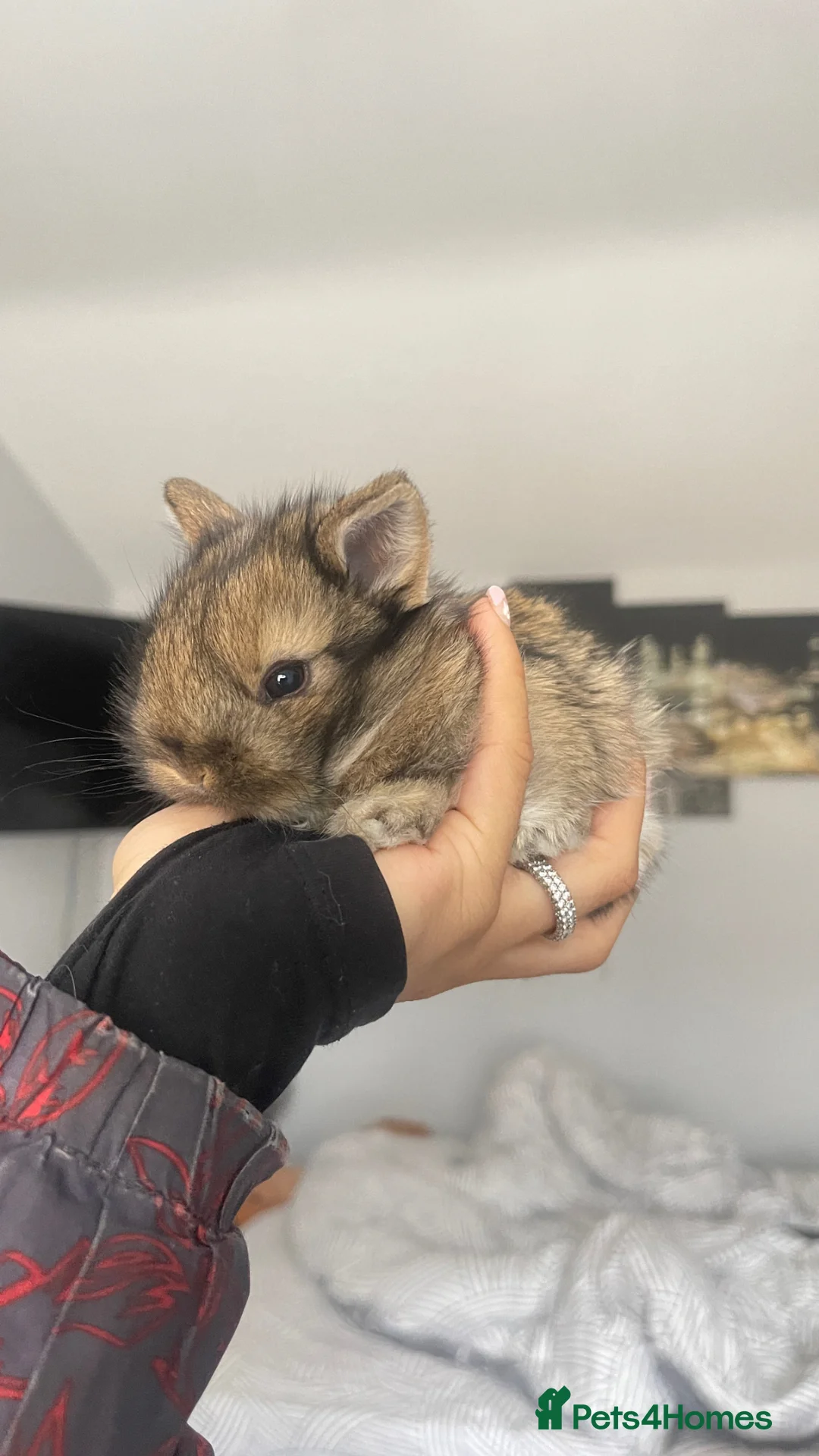Mixed Breed rabbits for sale: Netherland/lion head mini lop - Advert 1
