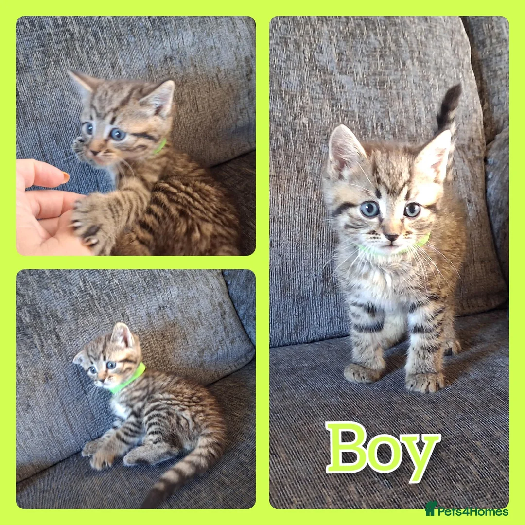 Mixed Breed cats for sale: 6 Beautiful Playful Kittens - 3g 3b  - Advert 2