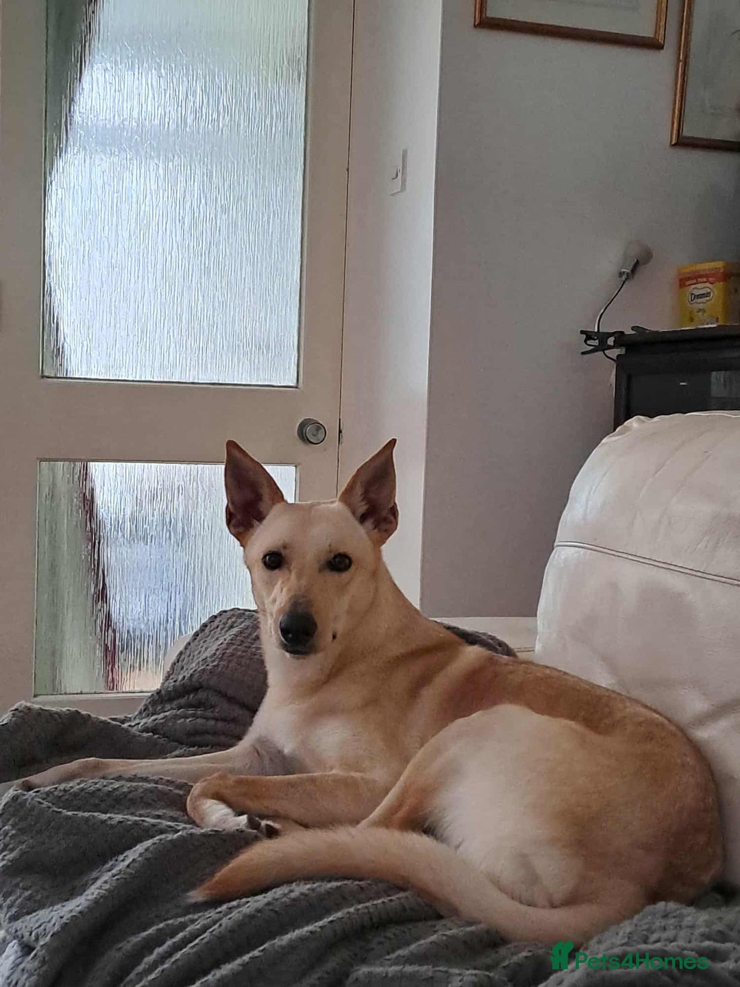 Mixed Breed dogs for adoption: Brooklyn is ready to steal your heart - Advert 4