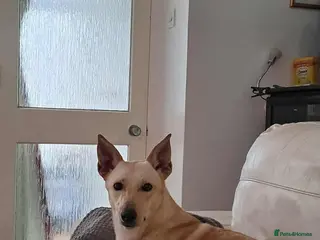 Mixed Breed dogs Brooklyn is ready to steal your heart - Advert 9