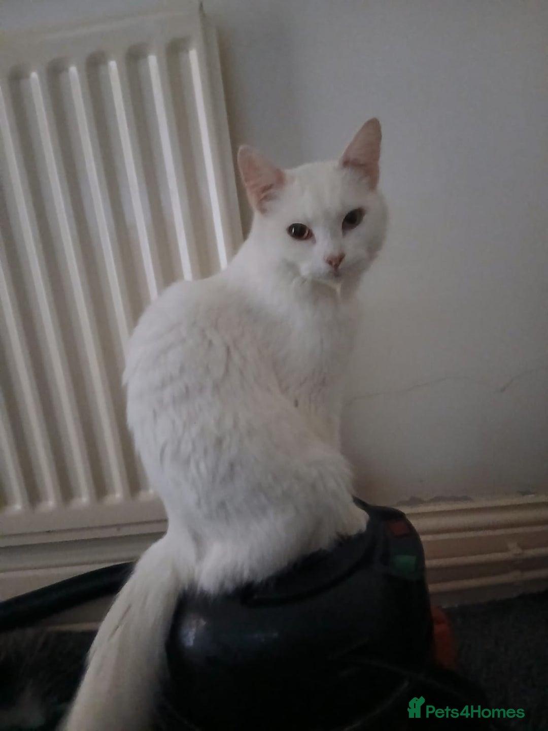 Maine Coon cats for sale: Maine coon kitten for sale - Advert 2