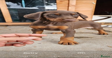 Dobermann dogs - Advert 5