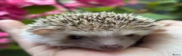 Pygmy Hedgehog rodents for sale: African Pygmy Hedgehog Ethnical breeding mixed - Advert 16