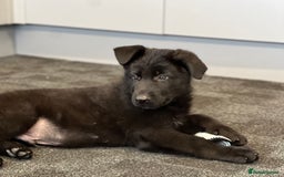 German Shepherd dogs for sale: German shepherd puppies  - Image 9