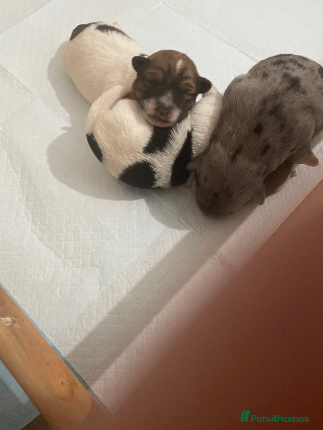 Jack Russell dogs for sale: Beautiful Jack Russell Terrier puppies available  - Advert 9