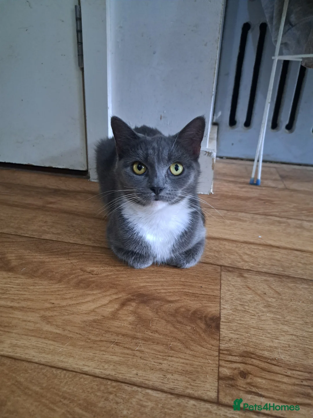 British Shorthair cats for sale: 2 adult females.  - Advert 2
