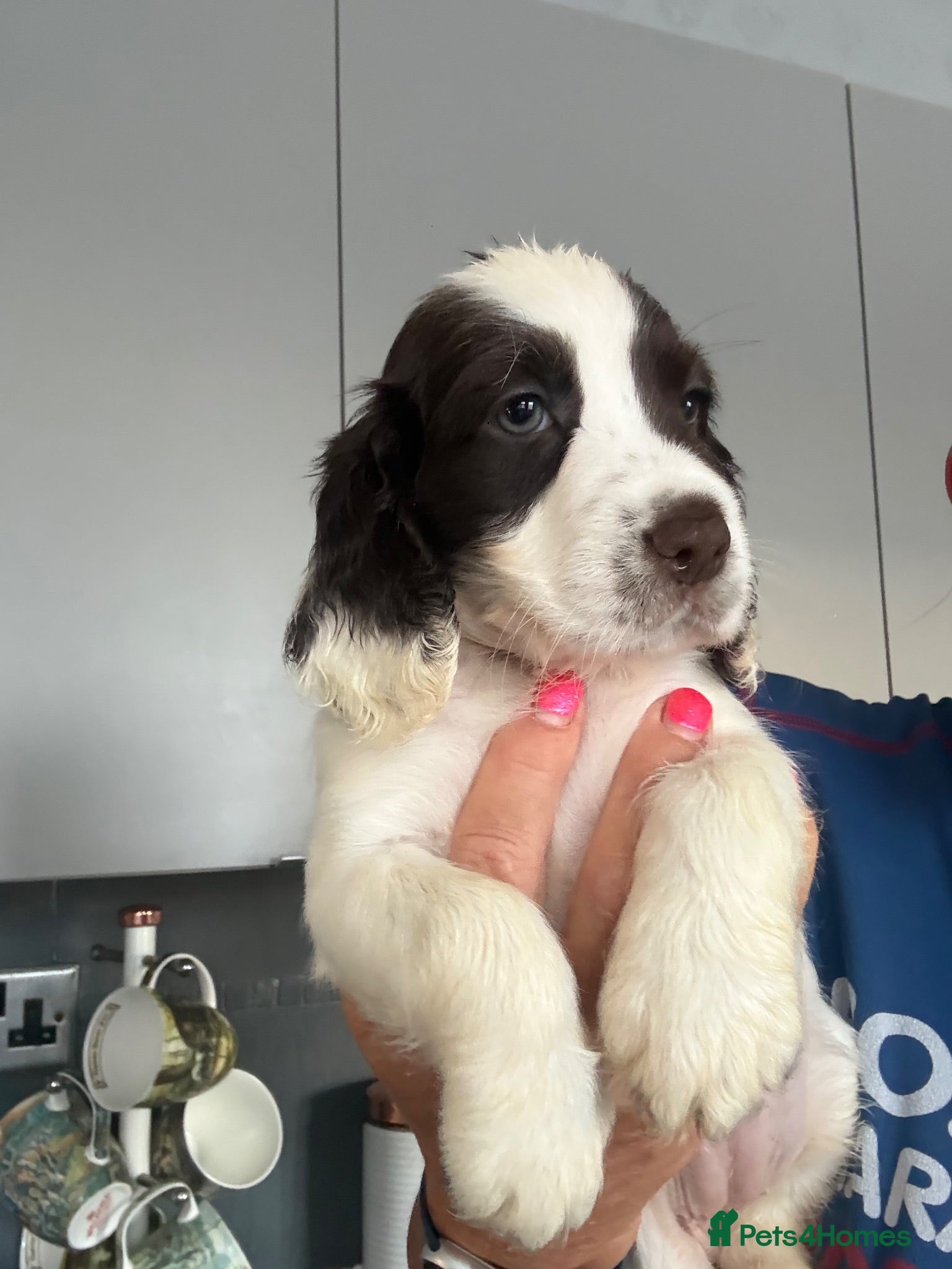 Cocker Spaniel dogs Cocker spaniel puppies from health tested parents  - Advert 14