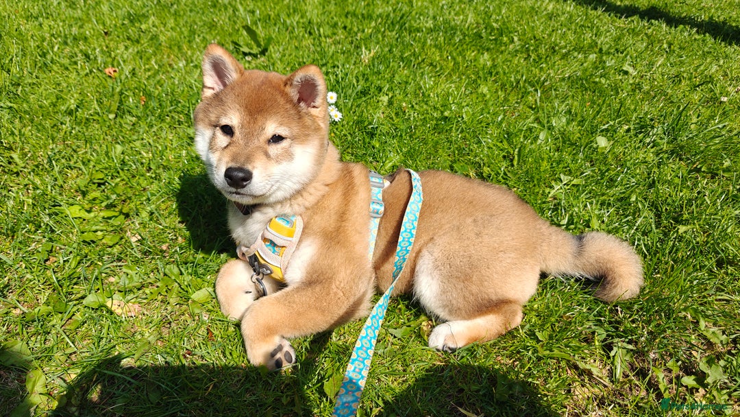 Japanese Shiba Inu dogs for sale: Chunky Mame Shiba Inu with NMSA Certificate - Image 8