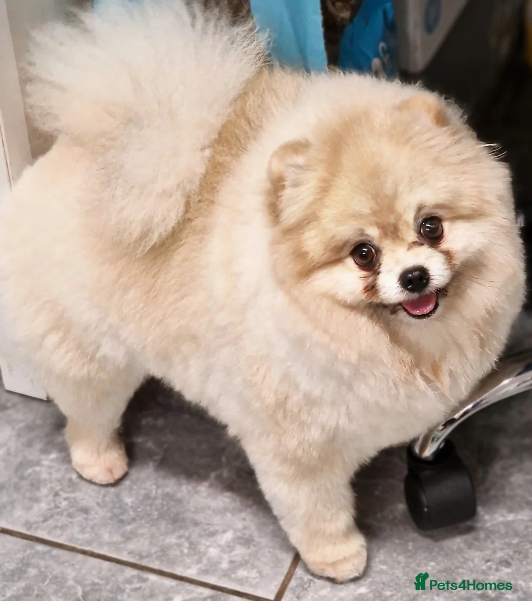 Pomeranian dogs for stud: Rocket Pomeranian stud  in Romford - Advert 32